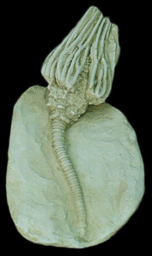 Морская лилия
